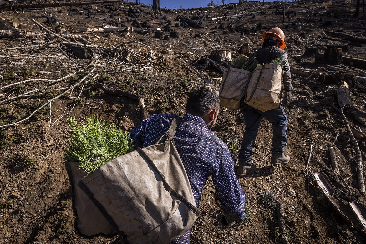 Contract workers hired by the State of California carry giant sequoia seedlings to be planted on a hillside in Mountain Home State Demonstration Forest outside Springville, Calif., on April 26, 2022. The Biden administration on Monday, July 25, 2022, said it plans to replant trees on millions of acres of burned and dead woodlands as officials struggle to counter the increasing toll on the nation's forests from wildfires, insects and other manifestations of climate change. (Carlos Avila Gonzalez/San Francisco Chronicle via AP, File)