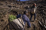 US to plant 1 billion trees as climate change kills forests