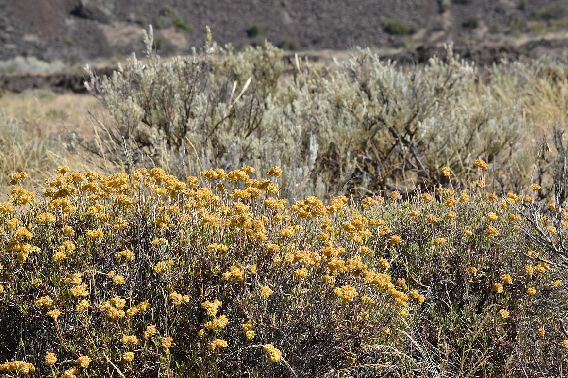 Some of the vegetation of the Coulee corridor.