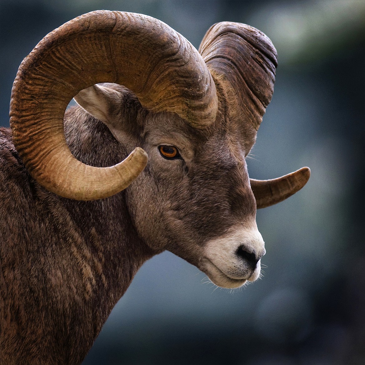 A bighorn sheep near Logan Pass on the Going to the Sun Road in Glacier National Park. (Jeremy Weber/Daily Inter Lake)