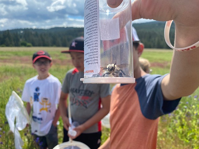 4-H youth during Bee City USA Camp collecting native bumble bees, chilling the insects to collect data and photograph, prior to releasing, for the PNW Bumble Bee Atlas Project.