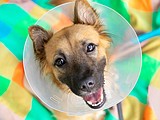 The benefits of surgery in fighting veterinary cancer