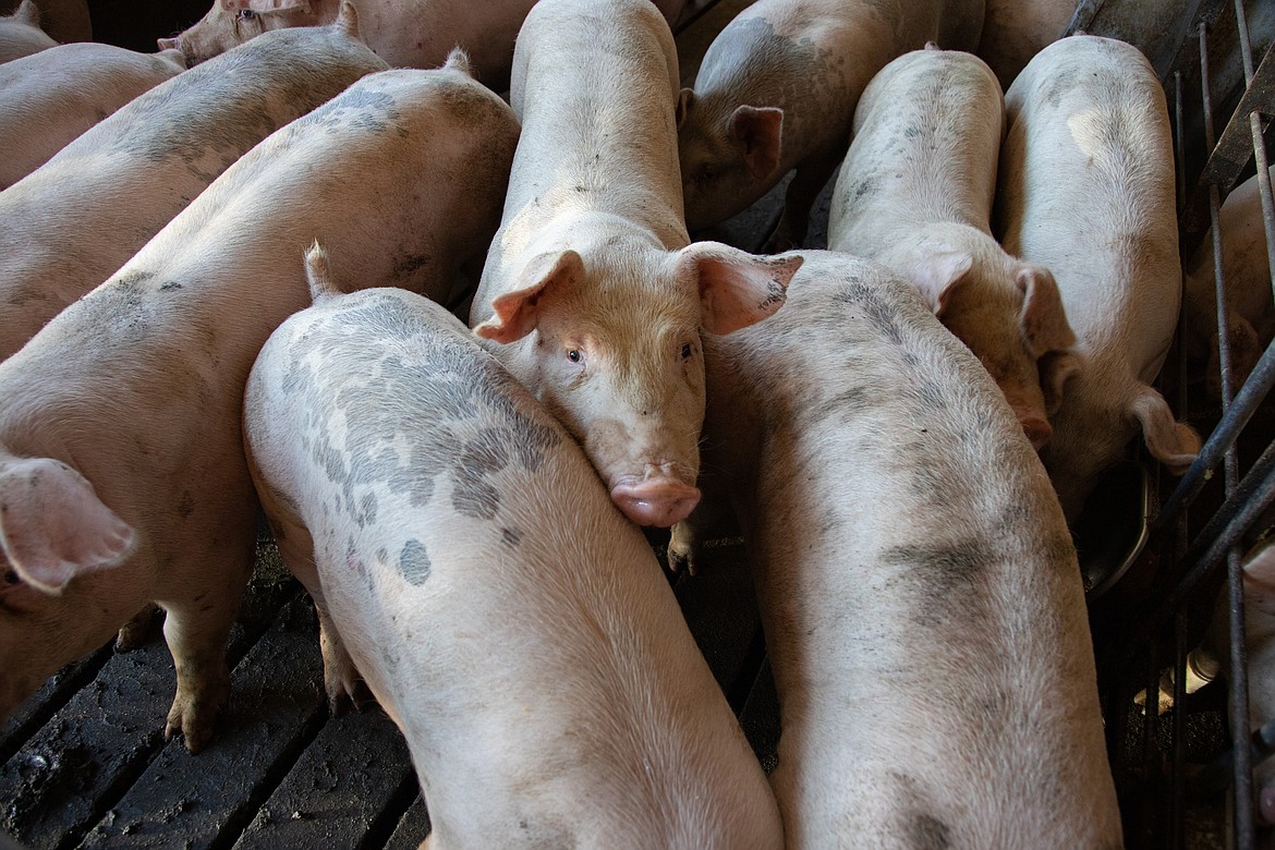 The COVID-19 pandemic forced many hog ranchers to sell their pigs on the spot market, costing them profits. A U.S. Department of Agriculture program is working to bridge the gap to ensure a healthy pork industry.