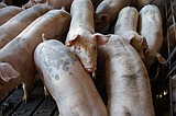 Pandemic hog payments to increase