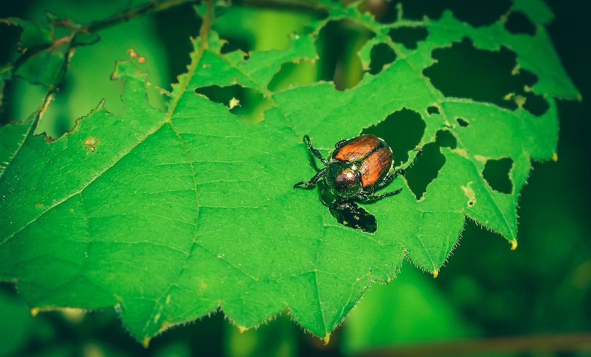 The Japanese beetle shown above is spreading across Washington and residents are asked to report them if they are found.