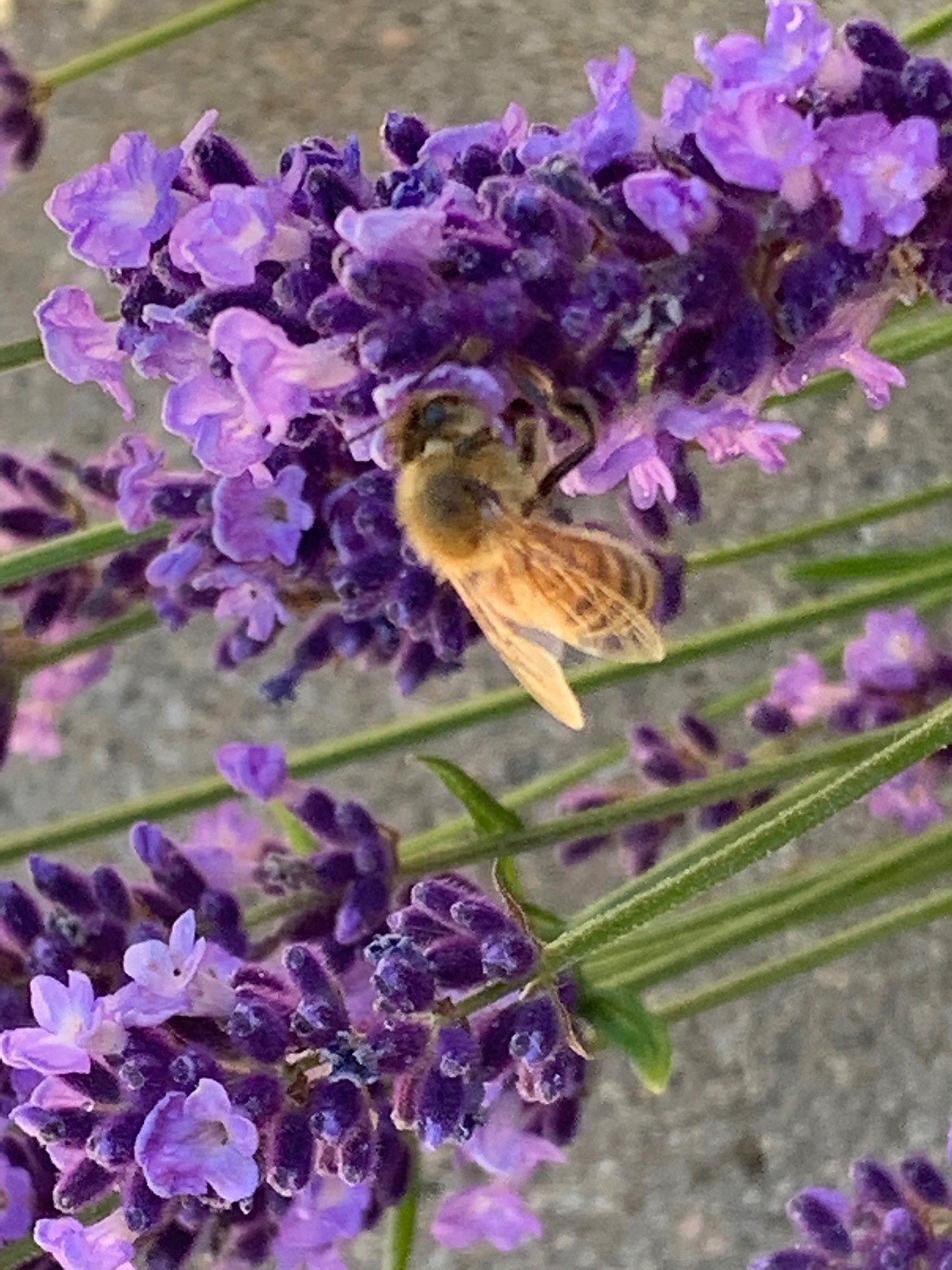 Donna Davis shared this Best Shot of the "signs of summer" with The Daily Bee. If you have a photo that you took that you would like to see run as a Best Shot or I Took The Bee send it in to the Bonner County Daily Bee, P.O. Box 159, Sandpoint, Idaho, 83864; or drop them off at 310 Church St., Sandpoint. You may also email your pictures in to the Bonner County Daily Bee along with your name, caption information, hometown and phone number to news@bonnercountydailybee.com.