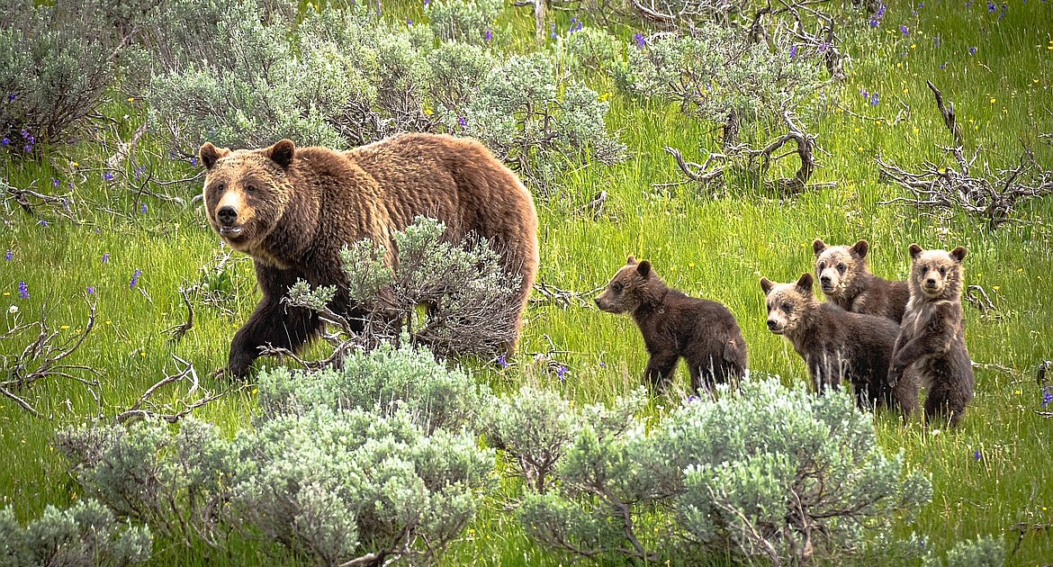 Backcountry Bear Safety | Bigfork Eagle