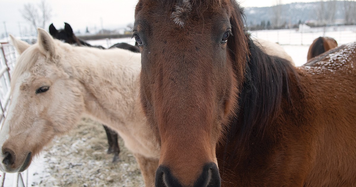 Horse deal reached in starvation case Hungry Horse News
