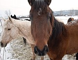 Horse deal reached in starvation case