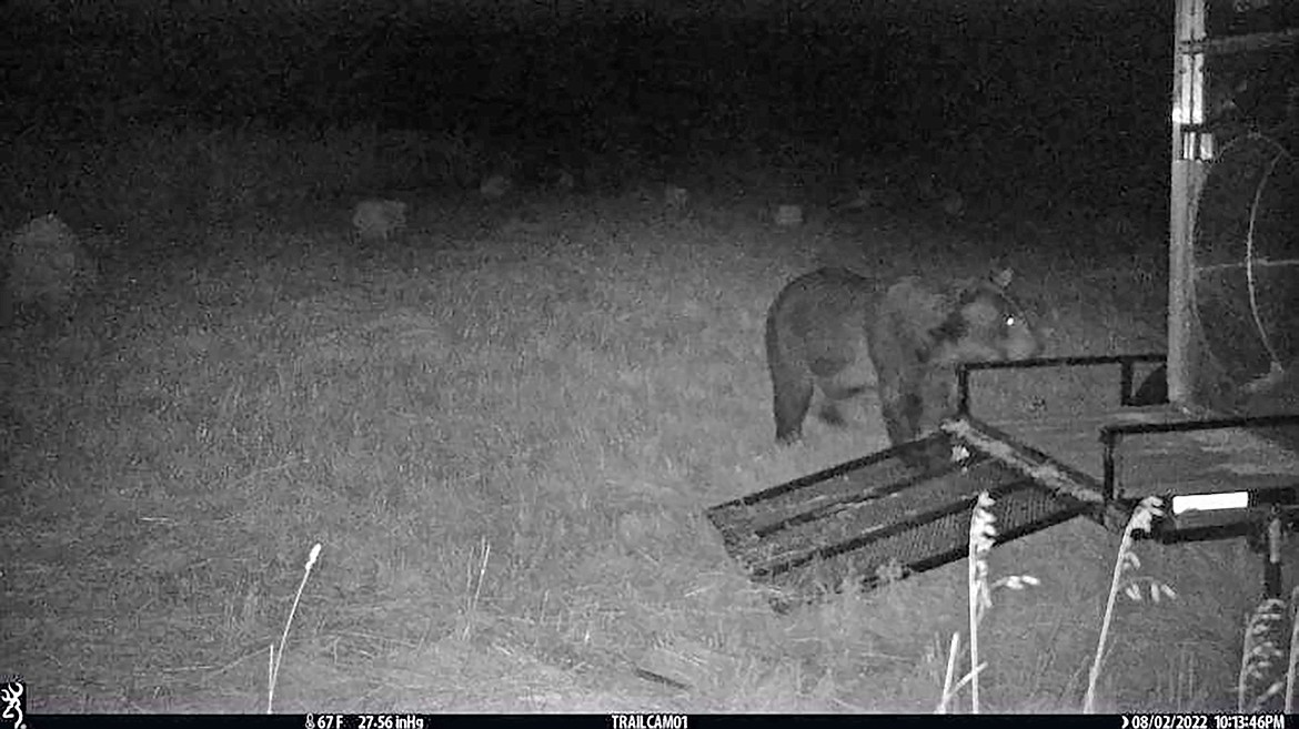 A large adult male grizzly bear is pictured near a trap in the Porthill on Aug. 2. The bear, thought to be behind a series of attacks in Bonner and Boundary counties, was euthanized Thursday.