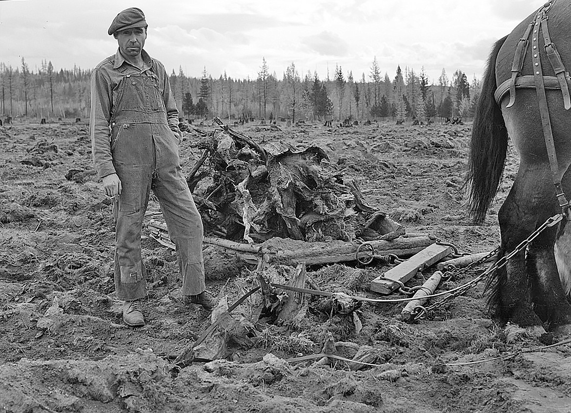 A former lumber mill worker clears stumps from an eight-acre field in Boundary County in October 1939. "Many of those dependent on the mill have turned to small stump farming and many have been forced on relief," after mills in North Idaho such as the Humbird Lumber Co. shut down in 1930, according to descriptions from other photos in this collection.