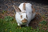 Ag officials warn against rabbit virus