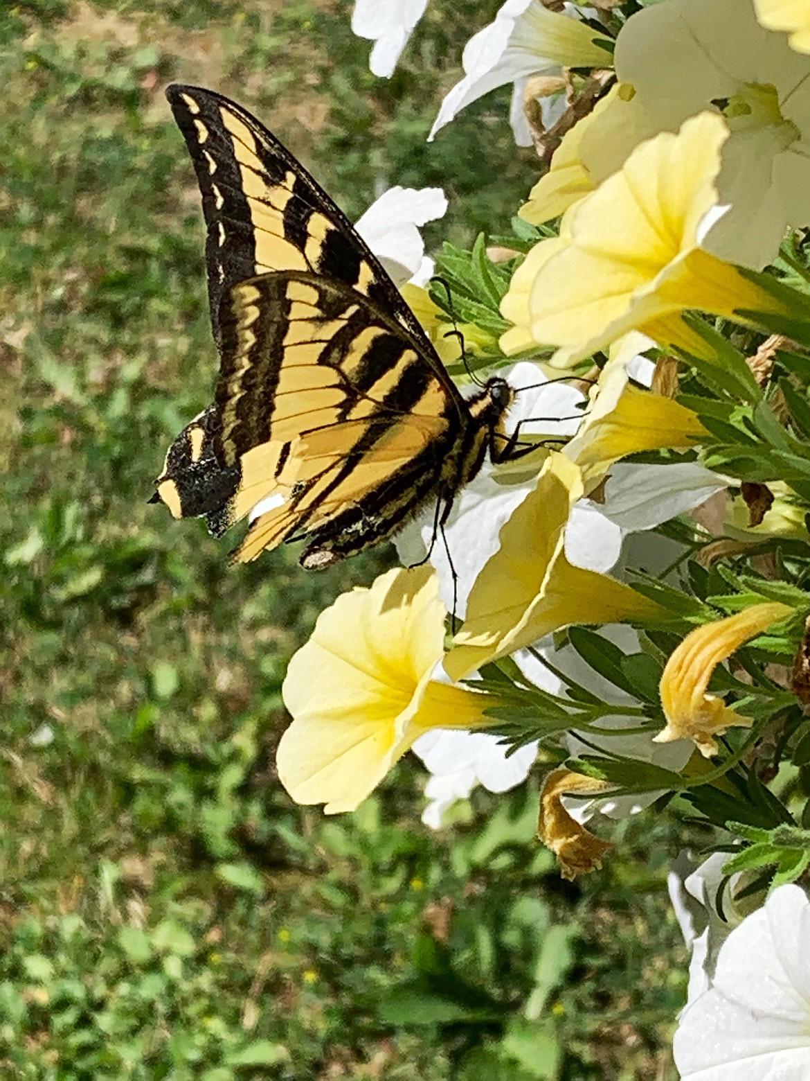 Donna Davis shared another Best Shot of the "signs of summer" with The Daily Bee. If you have a photo that you took that you would like to see run as a Best Shot or I Took The Bee send it in to the Bonner County Daily Bee, P.O. Box 159, Sandpoint, Idaho, 83864; or drop them off at 310 Church St., Sandpoint. You may also email your pictures in to the Bonner County Daily Bee along with your name, caption information, hometown and phone number to news@bonnercountydailybee.com.