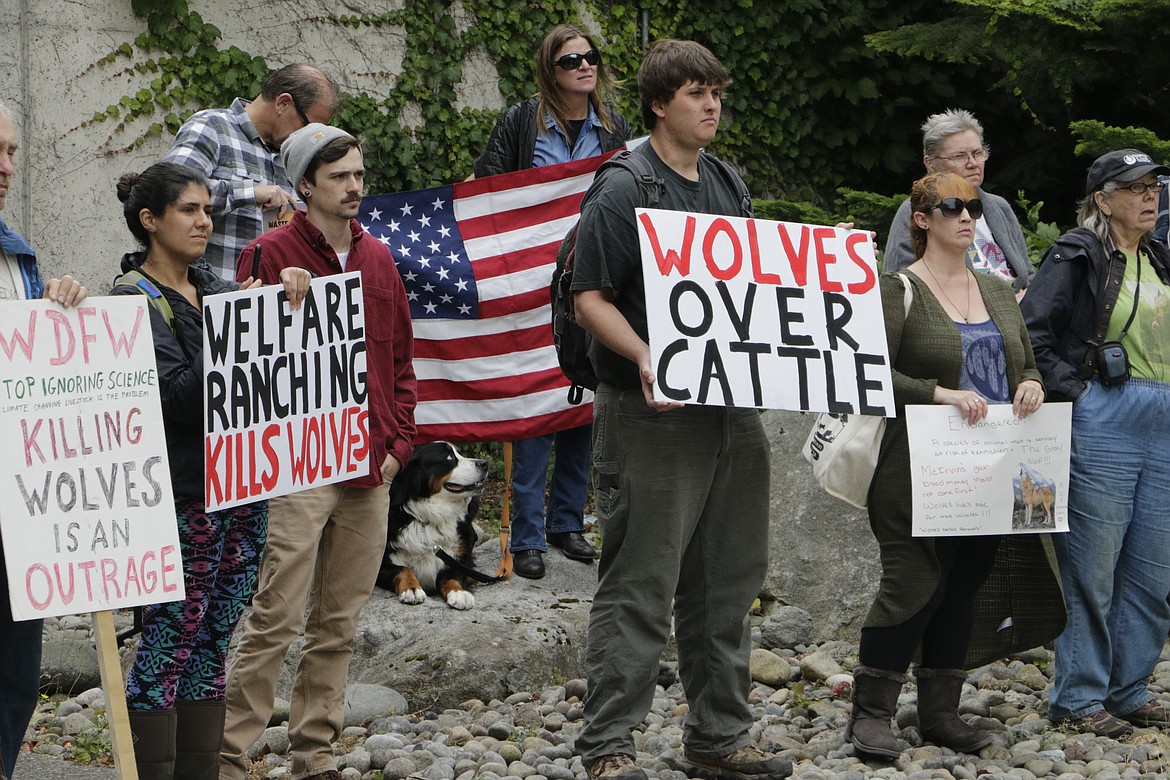 Opponents of the state's decision to eradicate a wolf pack in order to protect cattle protest outside of the Washington Department of Fish and Wildlife on Sept. 1, 2016, in Olympia, Wash. Wildlife advocates are suing federal officials after they missed a deadline to decide if protections for wolves should be restored across the northern U.S. Rocky Mountains. Republican-led states in the region have made it easier to kill the predators. That's raised worries that wolf numbers could be reduced to unsustainable levels. The Biden administration said in a preliminary finding last Sept. 2021, that protections for wolves may need to be restored. A final determination was due June 1, 2022. (AP Photo/Rachel La Corte, File)