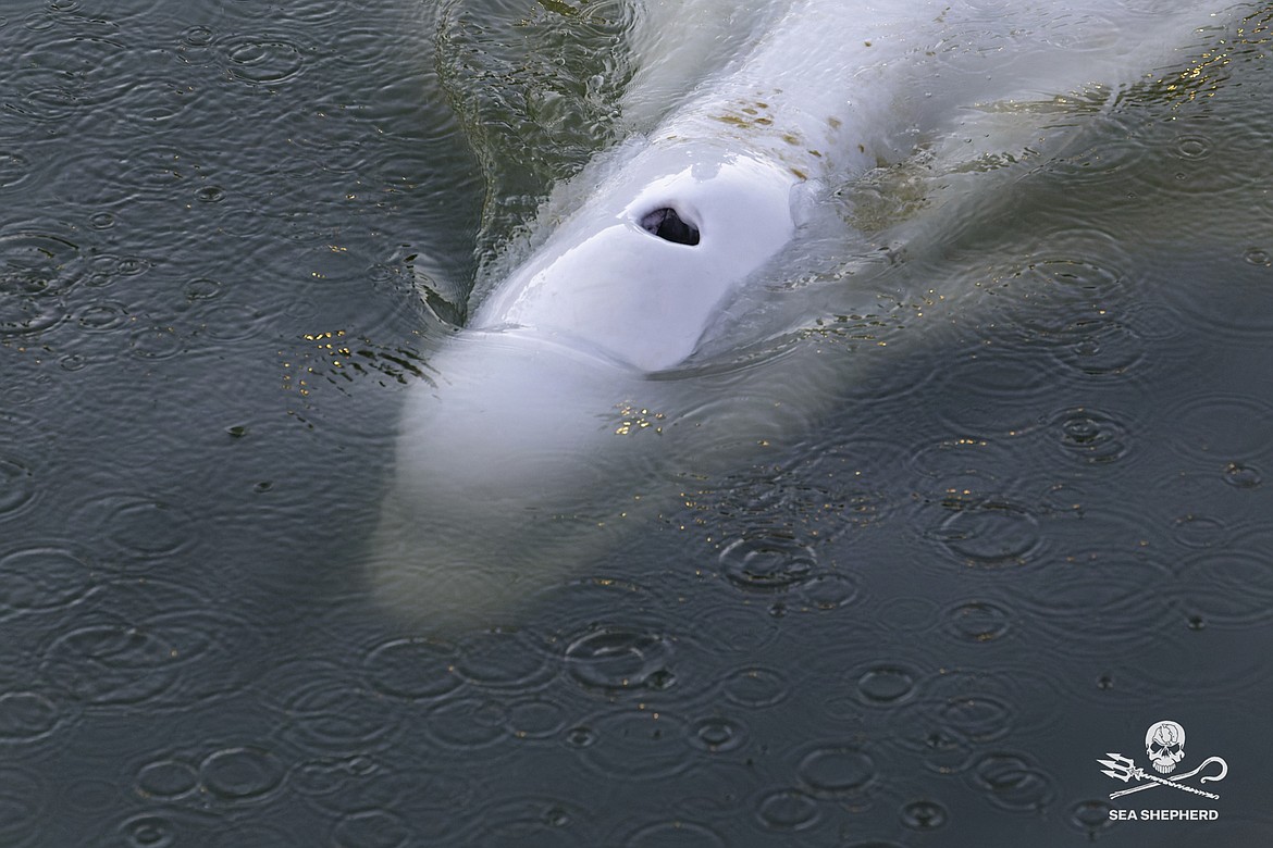 In this image, taken Saturday, Aug. 6, 2022 by environmental group Sea Shepherd, shows a Beluga whale in the Seine river in Notre Dame de la Garenne, west of Paris. French environmentalists said Monday efforts to feed a dangerously thin Beluga whale that has strayed into the Seine River have failed so far. Experts are now seeking ways to get the animal out of the river lock where it is now stuck. (Sea Shepherd via AP)