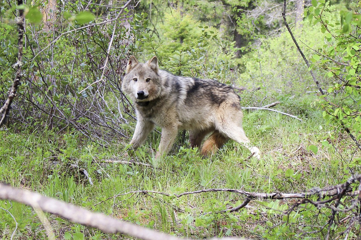 This Feb. 2021, file photo released by California Department of Fish and Wildlife, shows a gray wolf (OR-93), seen near Yosemite, Calif., shared by the state's Department of Fish and Wildlife. The Biden administration said in a preliminary finding last September that protections for wolves may need to be restored. A final determination was due June 1. The Humane Society of the United States and Center for Biological Diversity on Tuesday, Aug. 9, 2022, asked a federal judge in Montana to order officials to make a decision. (California Department of Fish and Wildlife via AP, File)