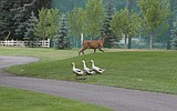 Duck’s death shocks golf community