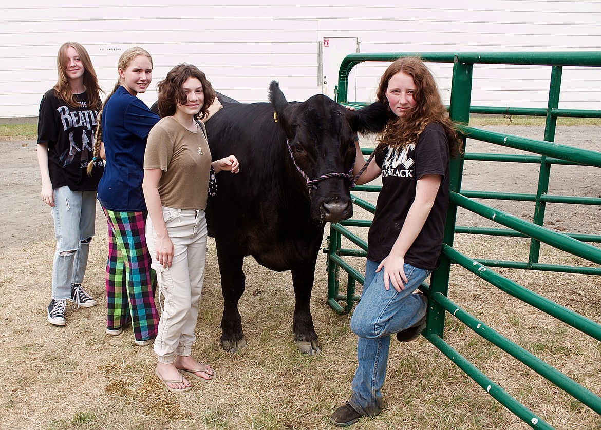 Gals prepping livestock before judging.