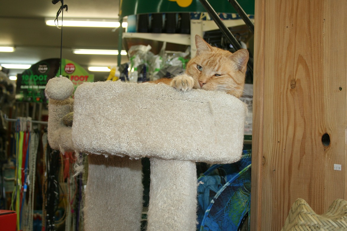 Just awakened from a nap, Cheeto, the staff cat at Quincy Hardware and Lumber, surveys his domain. Customers regularly visit the shop simply to visit Cheeto and his “coworker” Sophie, owner Tina Stetner’s family dog.