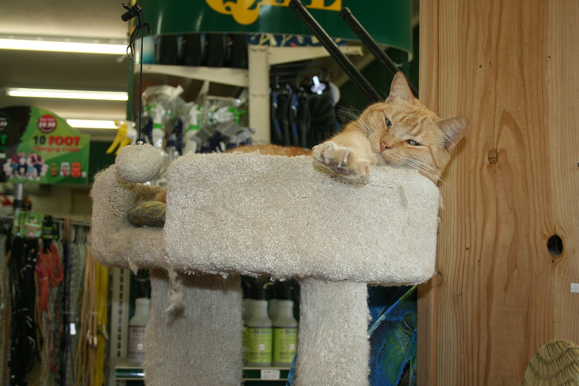 Cheeto, the staff cat at Quincy Hardware and Lumber, stretches after having been awakened from a nap. Cheeto was found a few winters ago by a former employee and the staff at the store made him part of the QHL family.