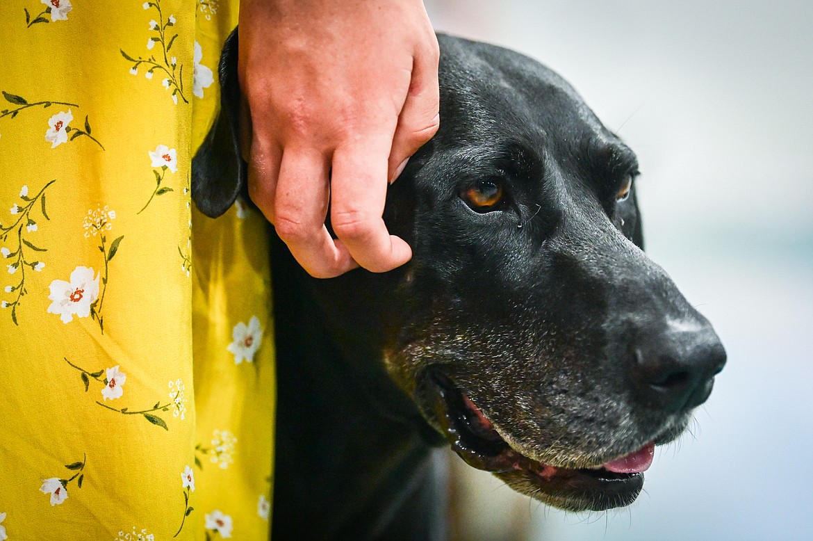 Rachel Brannan scratches her lab/pointer mix named Teal at the 4-H Dog Show at the Northwest Montana Fair on Friday, Aug. 12. (Casey Kreider/Daily Inter Lake)