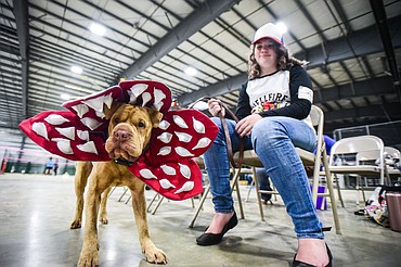 Kathryn Fleury and her Shar-Pei/pit bull mix named Lylith wait for the start of the costume contest at the 4-H Dog Show at the Northwest Montana Fair on Friday, Aug. 12. Lylith is wearing a "Demodog" costume, a play on the Demogorgon character from the Netflix show "Stranger Things." Fleury created and sewed the costume herself, which resulted in a trip to the emergency room after she accidentally stitched her fingers in a sewing machine. (Casey Kreider/Daily Inter Lake)