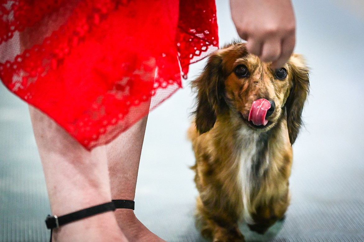 Kathryn Fleury holds a treat for her mini dachshund named Axl at the 4-H Dog Show at the Northwest Montana Fair on Friday, Aug. 12. (Casey Kreider/Daily Inter Lake)