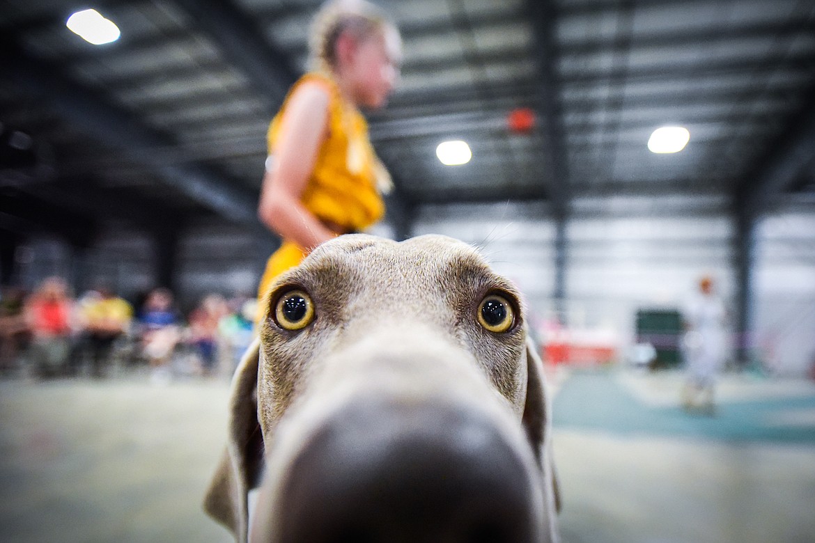 Lily Hornbrook's Weimaraner named Daphne peeks into the camera during the 4-H Dog Show at the Northwest Montana Fair on Friday, Aug. 12. (Casey Kreider/Daily Inter Lake)