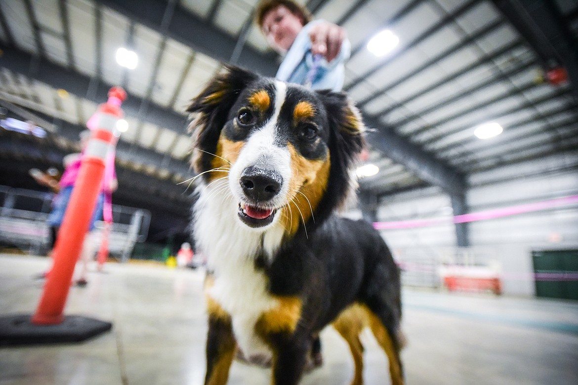 Tanner Strey handles his border collie/Australian shepherd named Lily at the 4-H Dog Show at the Northwest Montana Fair on Friday, Aug. 12. (Casey Kreider/Daily Inter Lake)