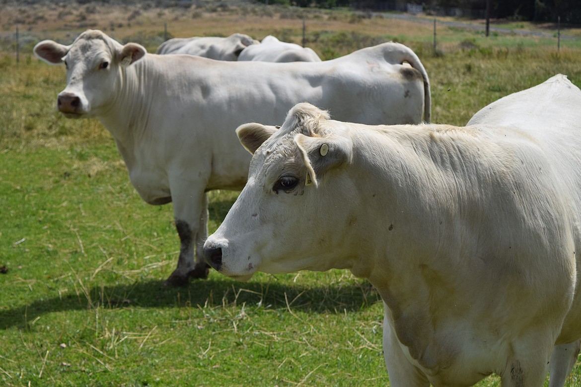 Floyd Lewis has developed this herd of Charolais cattle for several decades.