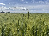 Washington farmers plant fewer acres of spring wheat in 2022