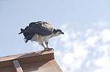Idaho department working to protect osprey nest