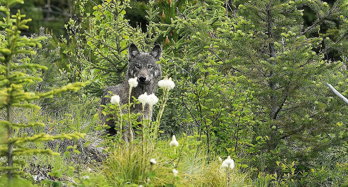 State wildlife officials say wolf populations stable Lake County Leader
