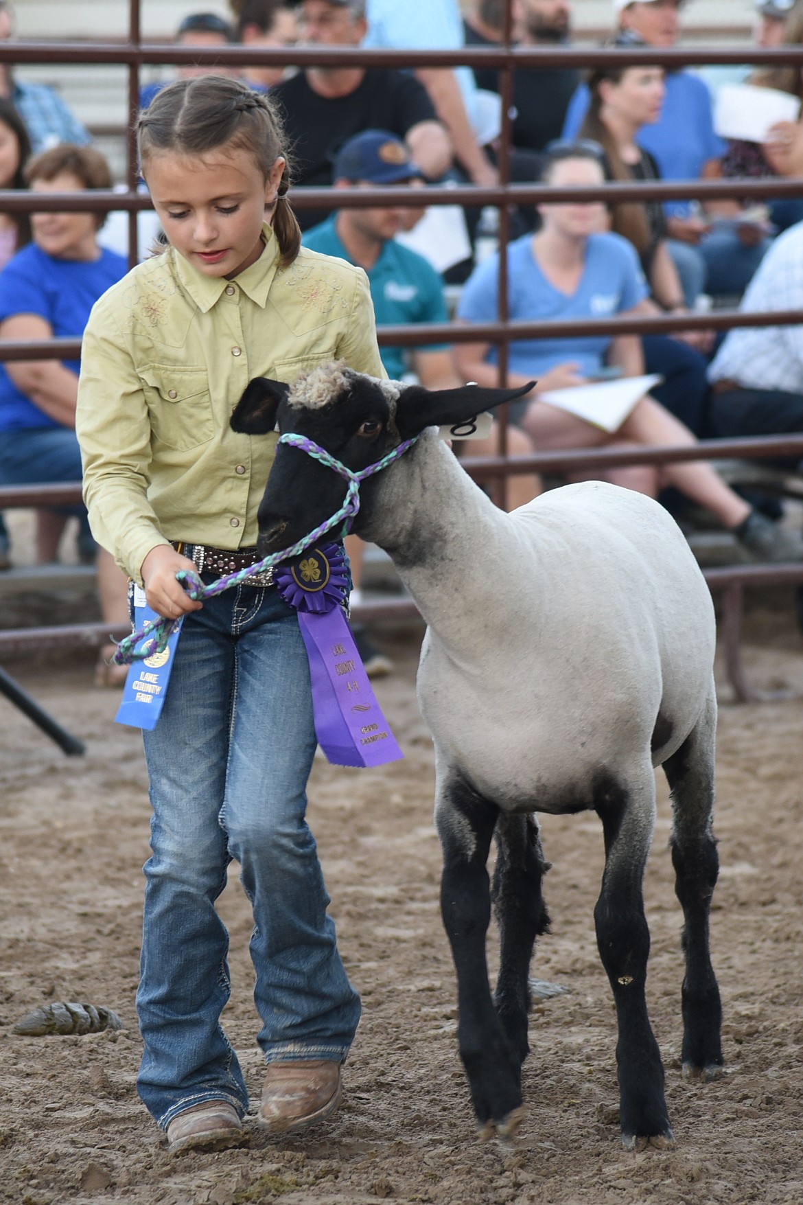 Abriana Mitchell Mitchell shows her market lamb during the Livestock Auction. Abriana won Novice Grand Champion Showmanship awards in both the sheep and goats competitions. (Marla Hall/Lake County Leader)