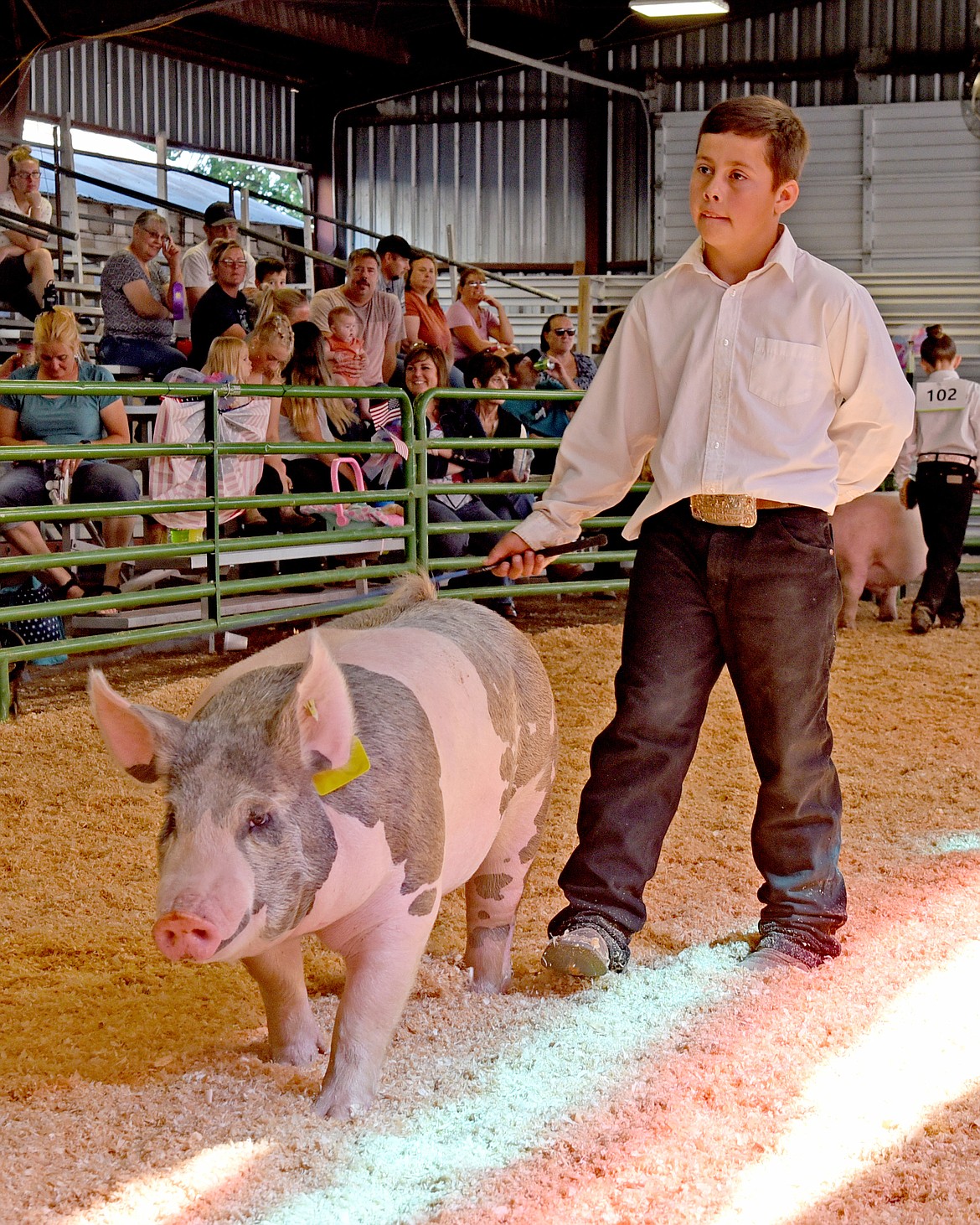 Coen Cahoon shows his market hog at the  fair.  Coen won Novice Grand Champion Showmanship awards in Beef, Dairy, and Swine. (Marla Hall/Lake County Leader)