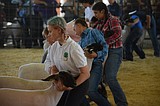 Grant County Fair begins with sheep showing