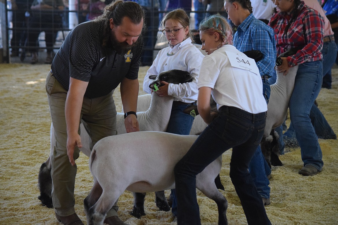 Sheep judge Jeremy Falk prepares to examine the hind quarters of a sheep during a round of showing and fitting Tuesday morning at this year’s Grant County Fair.