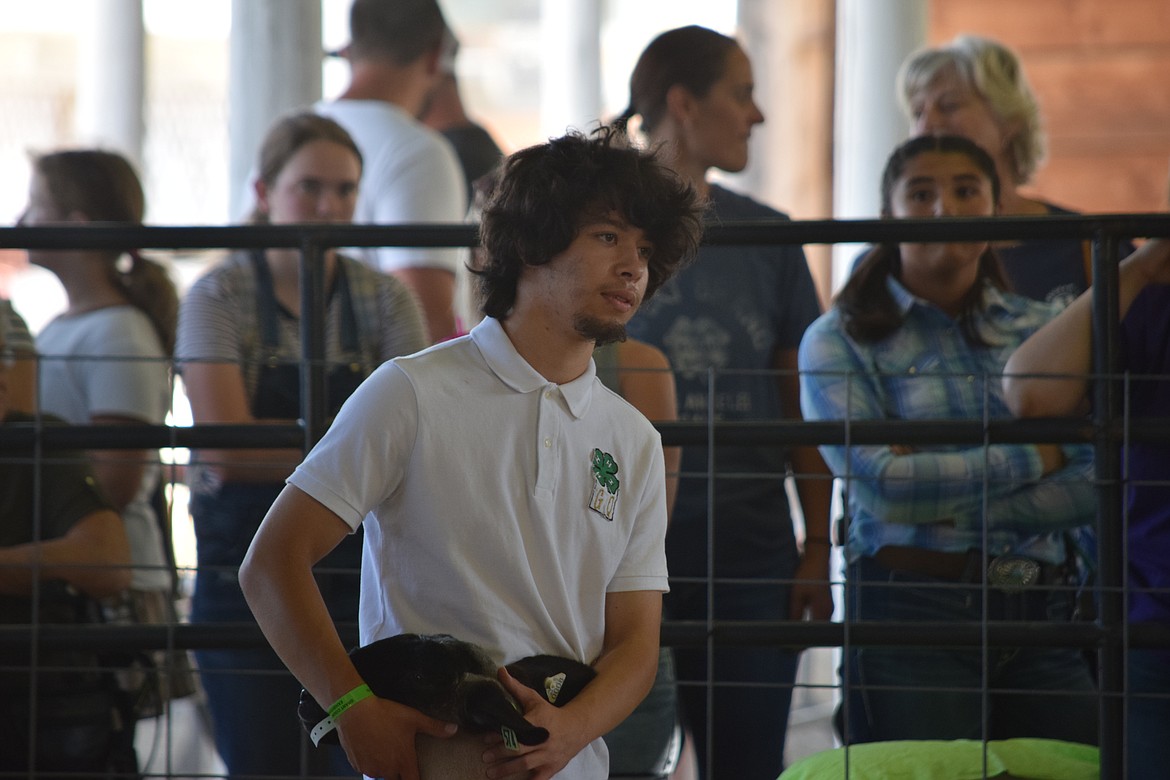 A 4-H student stands with his sheep during a round of showing and fitting at this year’s Grant County Fair