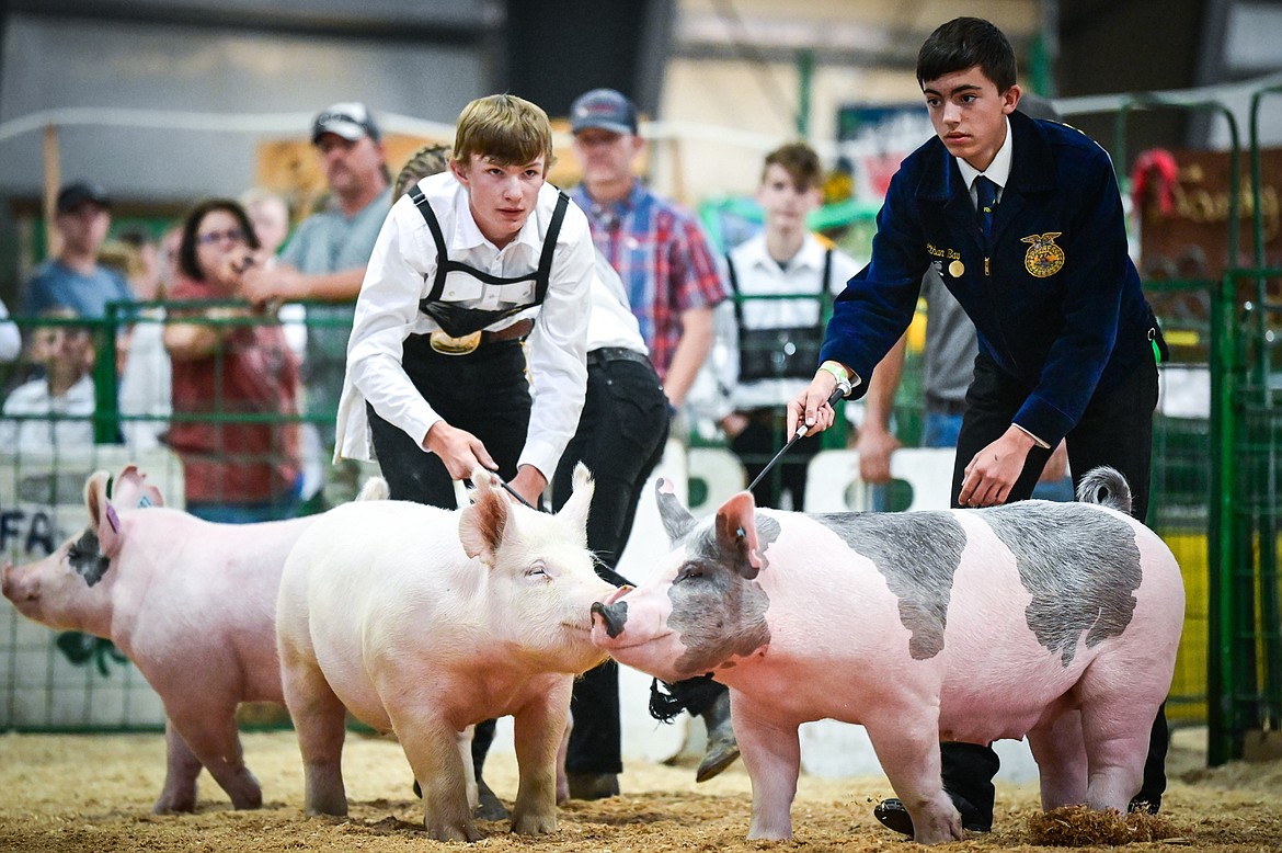 Tracen McIntyre and Ethan Bay guide their pigs around the arena during senior swine showmanship at the Northwest Montana Fair on Wednesday, Aug. 17. (Casey Kreider/Daily Inter Lake)