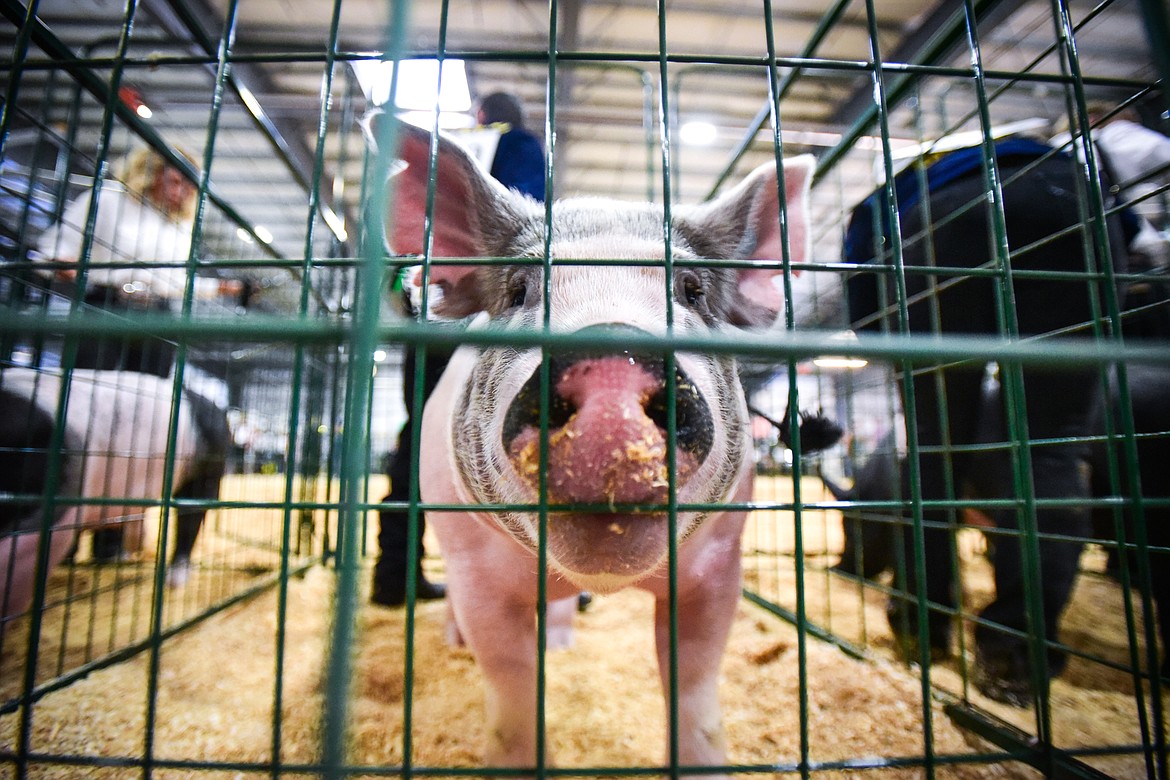 A pig belonging to Ethan Bay stands inside one of the cages after receiving a callback during senior swine showmanship at the Northwest Montana Fair on Wednesday, Aug. 17. (Casey Kreider/Daily Inter Lake)