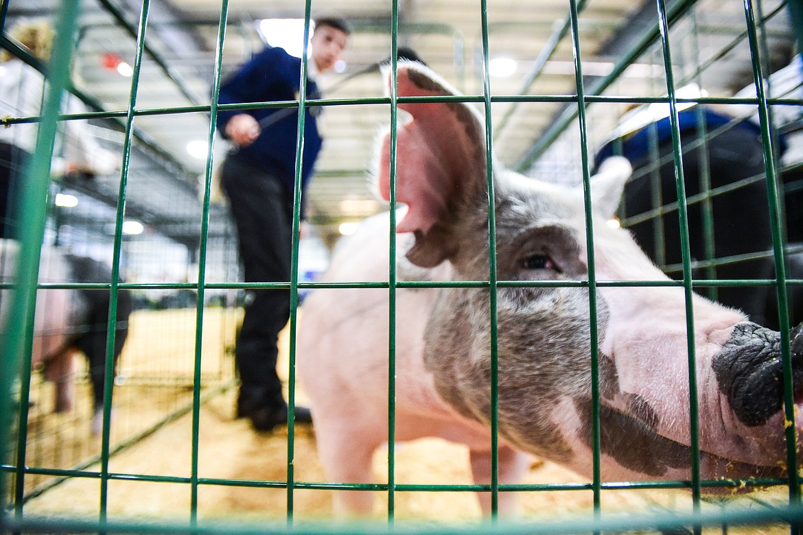 Ethan Bay and his pig stand inside one of the cages after receiving a callback during senior swine showmanship at the Northwest Montana Fair on Wednesday, Aug. 17. (Casey Kreider/Daily Inter Lake)
