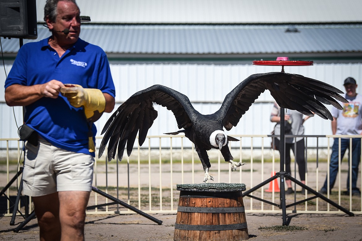 A 27-year-old Andean condor named Queen Victoria spreads its nearly 10-foot wingspan during The Birdman show with Joe Krathwohl at the Northwest Montana Fair on Wednesday, Aug. 17. Born