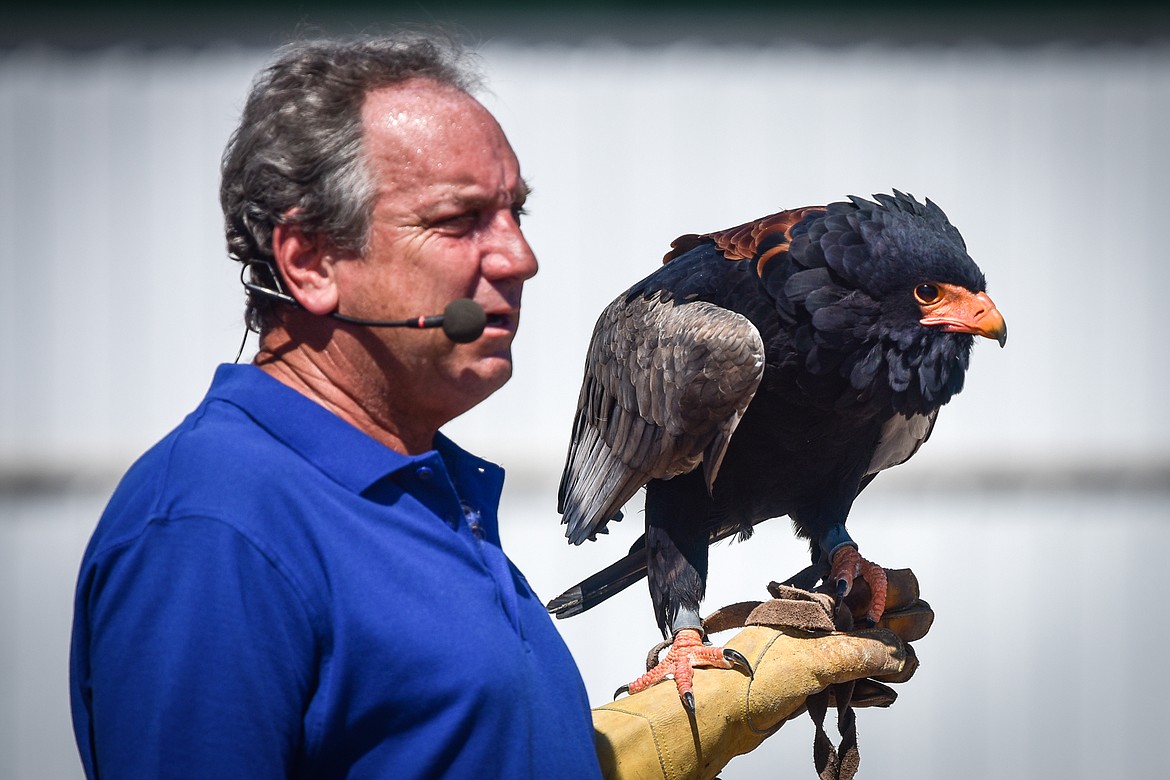 The Birdman Joe Krathwohl handles a Bateleur eagle during his show at the Northwest Montana Fair on Wednesday, Aug. 17. (Casey Kreider/Daily Inter Lake)