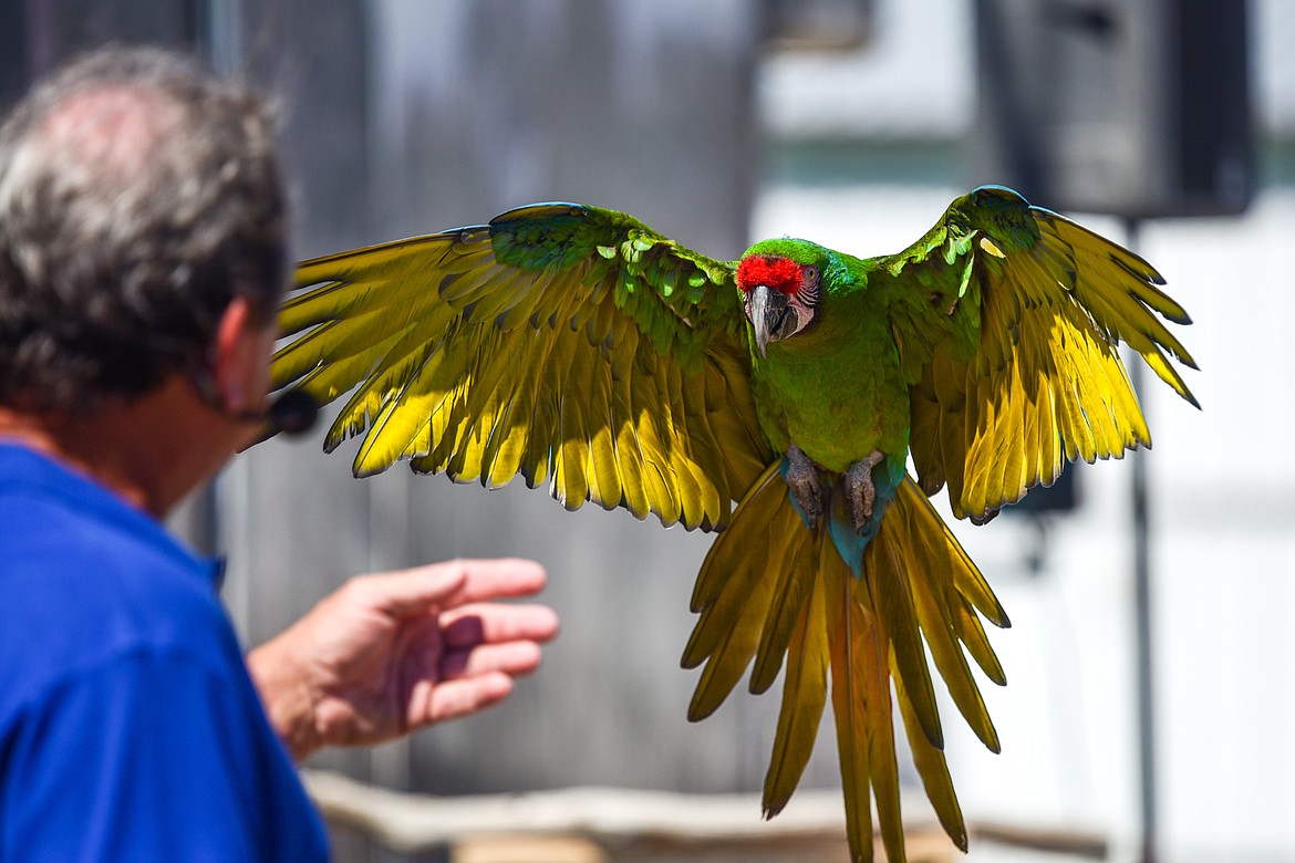 A military macaw returns to the hand of The Birdman Joe Krathwohl during his show at the Northwest Montana Fair on Wednesday, Aug. 17. (Casey Kreider/Daily Inter Lake)