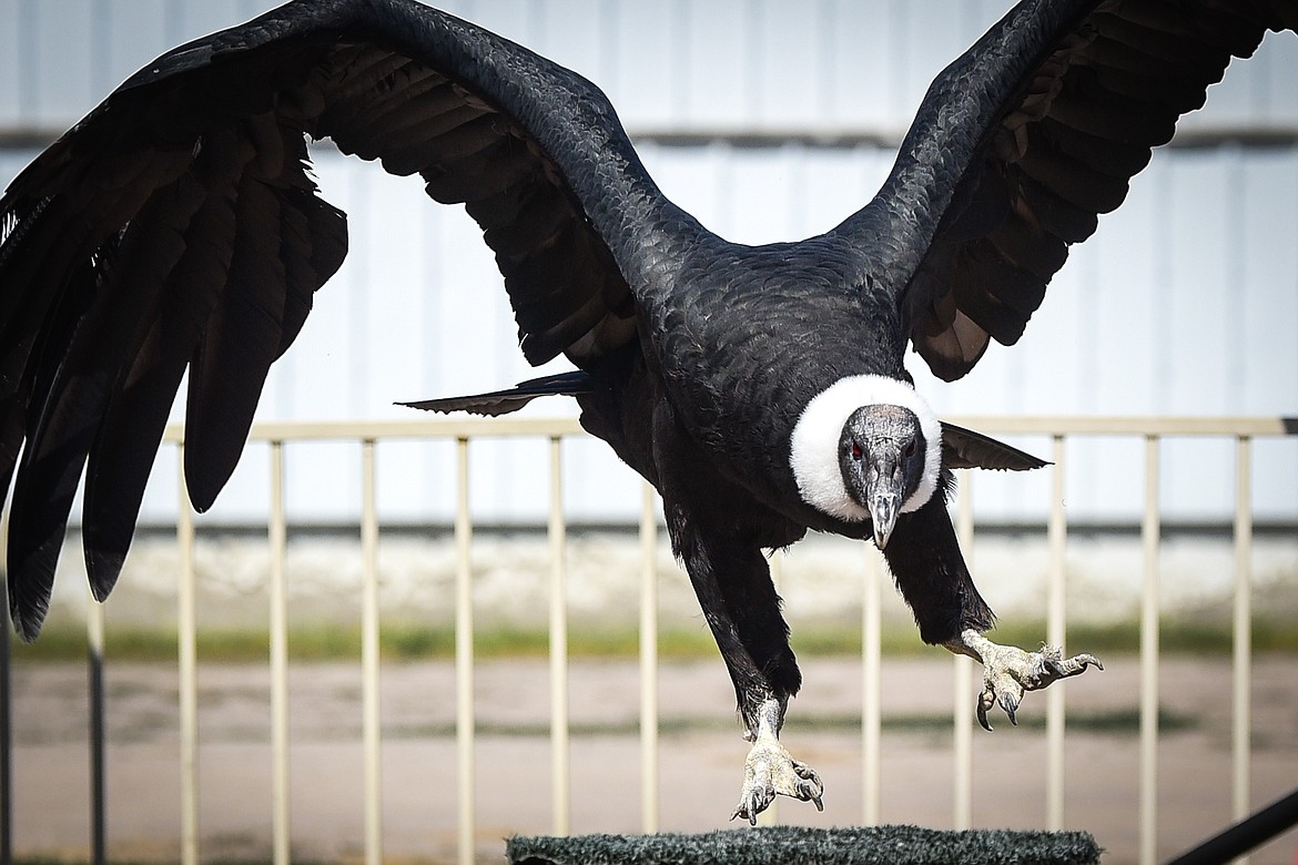 A 27-year-old Andean condor named Queen Victoria spreads its nearly 10-foot wingspan during The Birdman show with Joe Krathwohl at the Northwest Montana Fair on Wednesday, Aug. 17. (Casey Kreider/Daily Inter Lake)