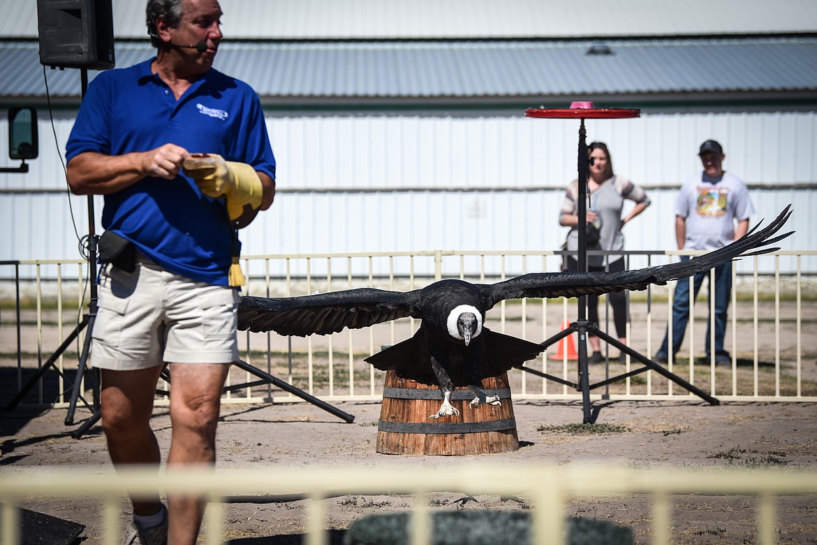 A 27-year-old Andean condor named Queen Victoria spreads its nearly 10-foot wingspan during The Birdman show with Joe Krathwohl at the Northwest Montana Fair on Wednesday, Aug. 17. (Casey Kreider/Daily Inter Lake)