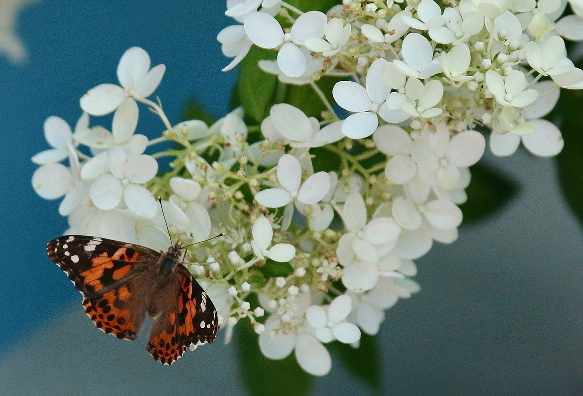 Butterfly at the Butterfly House at the 102nd Boundary County Fair.