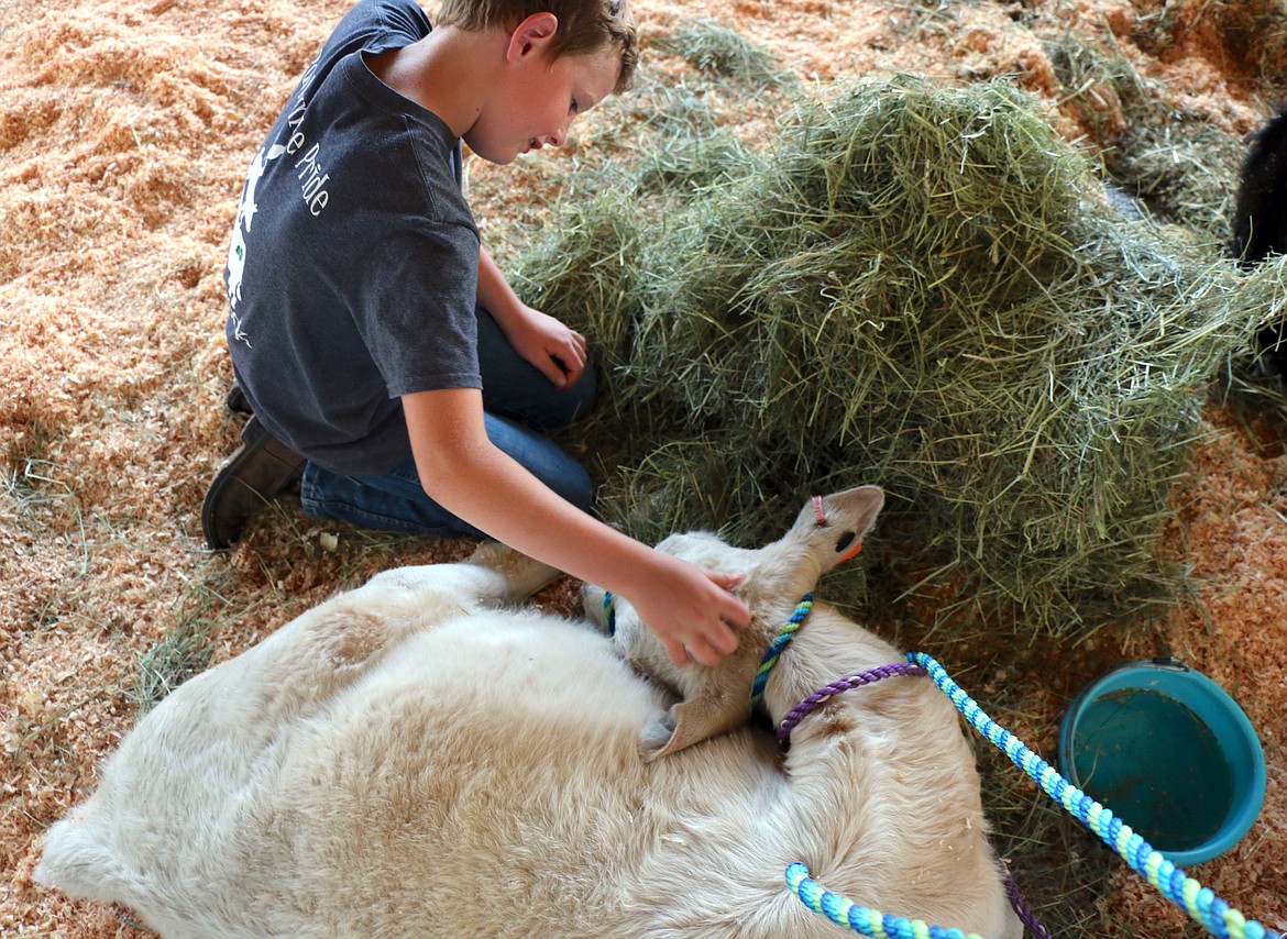 Easton Schmaltz checks on his brother's cattle entry on Tuesday.