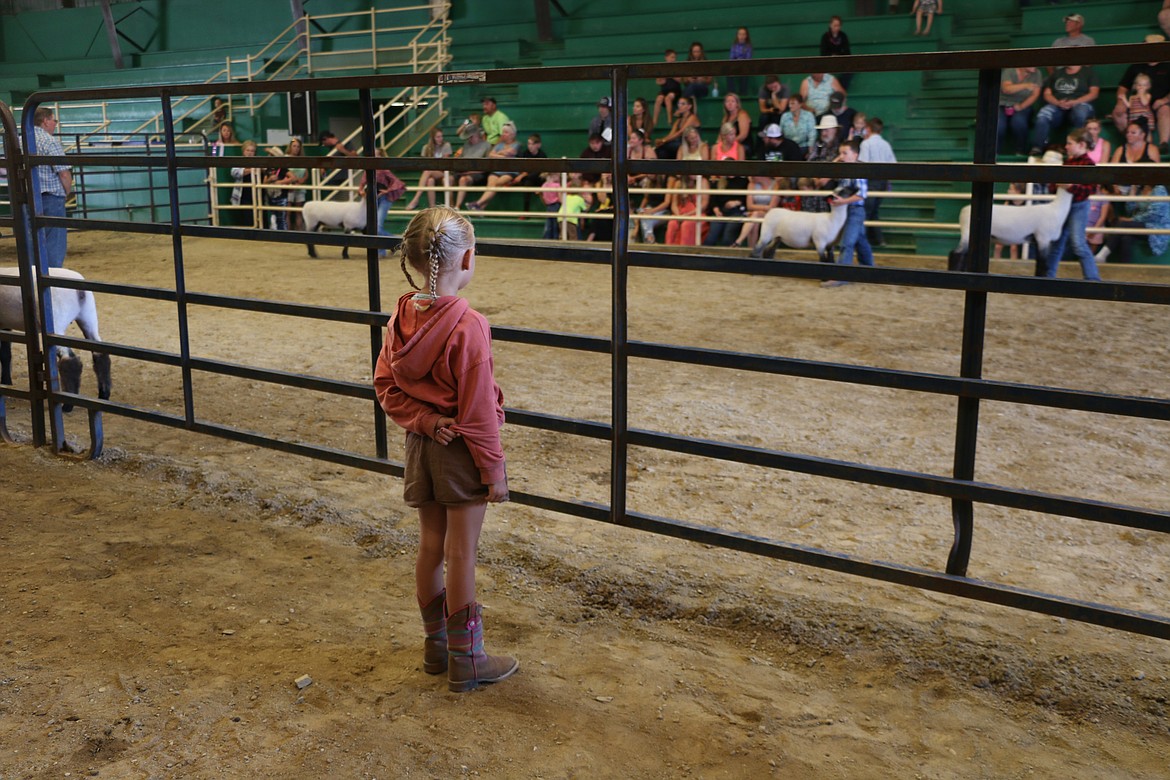 A youngster watches as local 4-H youths take part in a sheep competition on Wednesday at the Bonner County Fair.