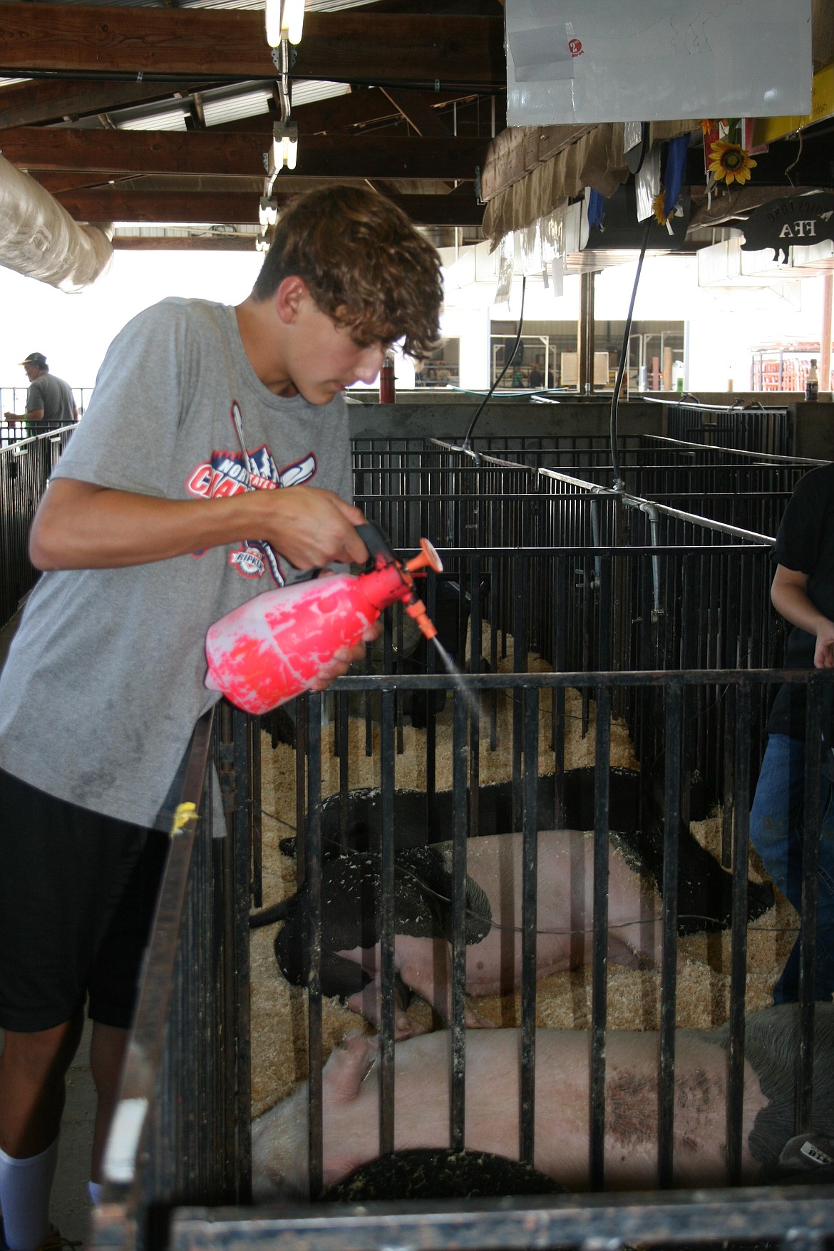 Cooper Vasquez uses the mister to cool down a pig in the swine barn at the Grant County Fair. Hot weather requires exhibitors to take extra precautions.